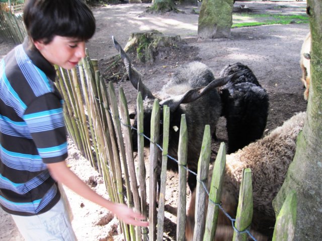 tiergardengoats.jpg