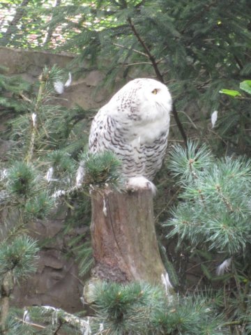 wonderfulowl.jpg